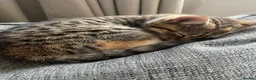 Mixed Breed cats for sale: 3 Left - Mixed Breed Pedigree Cross Kittens M/F - Advert 2