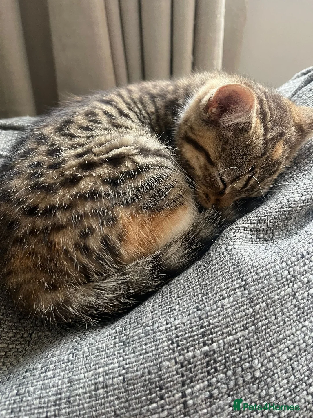 Mixed Breed cats for sale: 3 Left - Mixed Breed Pedigree Cross Kittens M/F - Advert 2