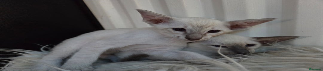 Siamese Kitten 1