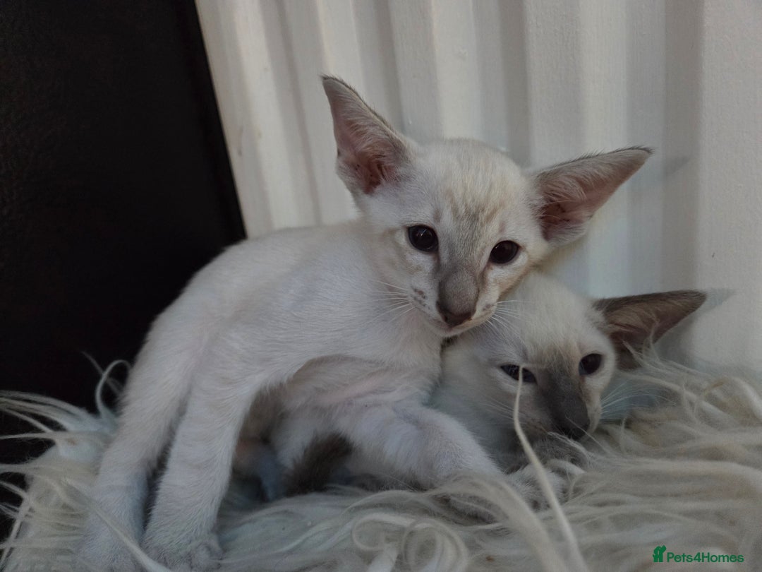 Siamese cats for sale: Siamese and Oriental Kittens  - Image 8