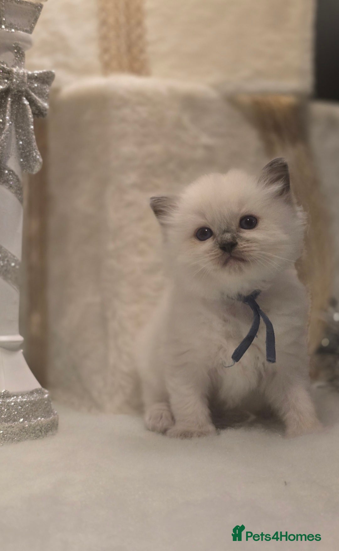 Ragdoll cats for sale: Precious GOOF Registered Ragdoll Kittens - 2 Boys - Advert 6