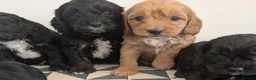 Cavapoo dogs for sale: Beautiful & Quality DNA Clear F1 Cavapoo puppies  - Advert 12