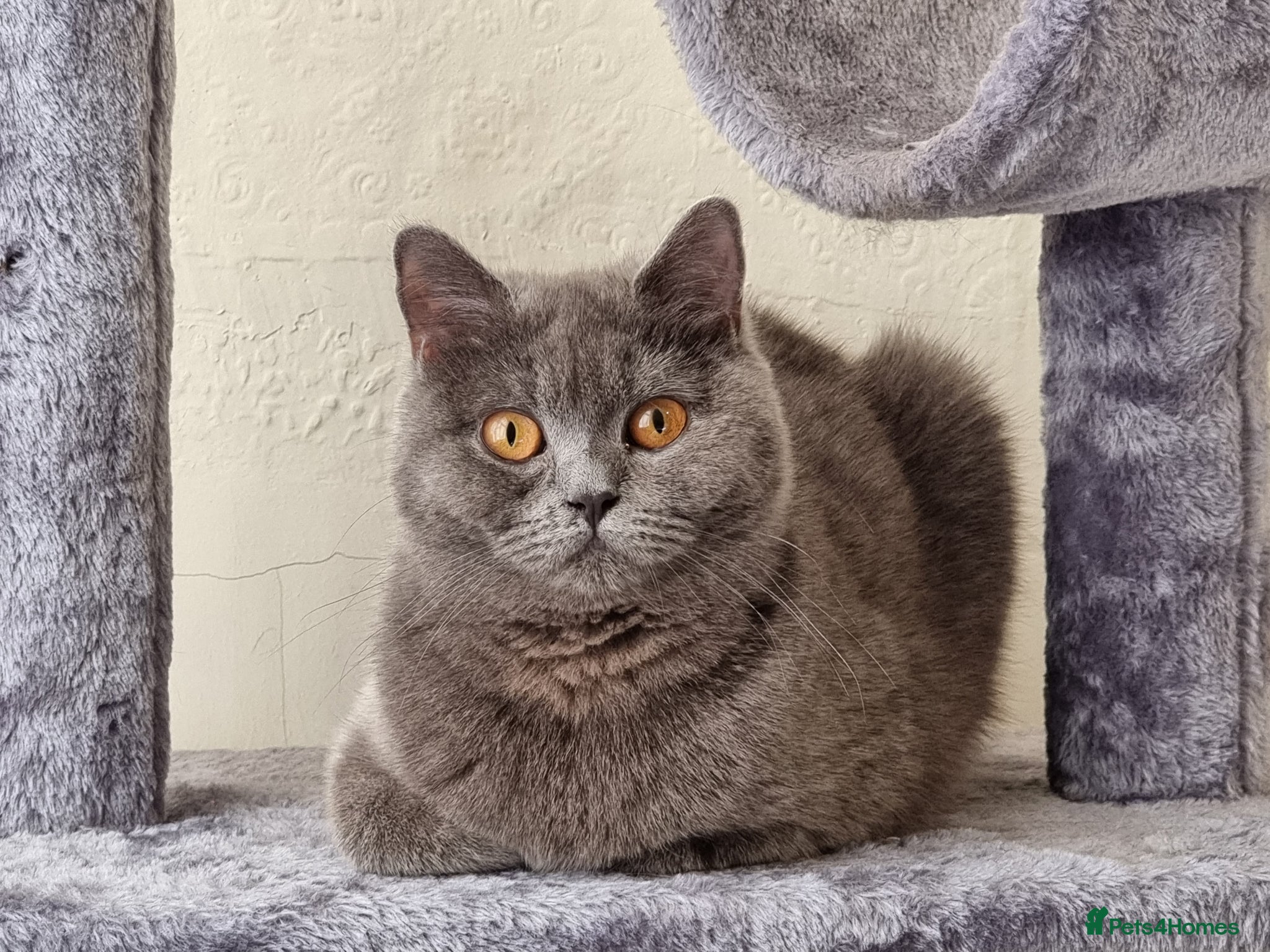 British Shorthair cats British Shorthair mix with Bombay cat - Advert 2