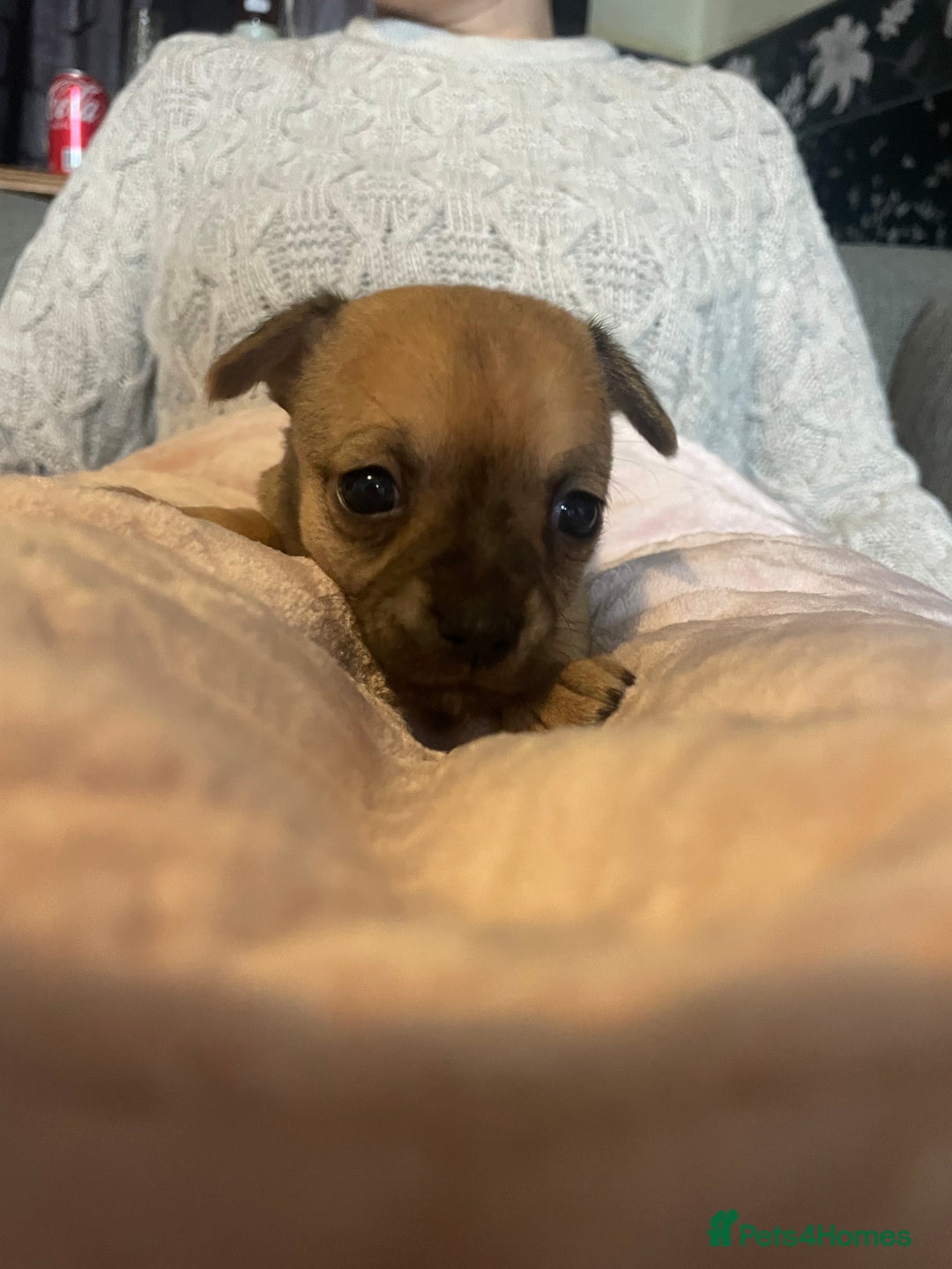 Chihuahua dogs for sale: Chihuahua puppies - Advert 7