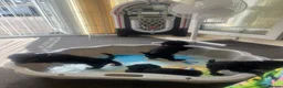 Schnoodle dogs for sale: 🐾🐶Adorable Cavaschnauzer pups 🐶🐾 - Advert 16