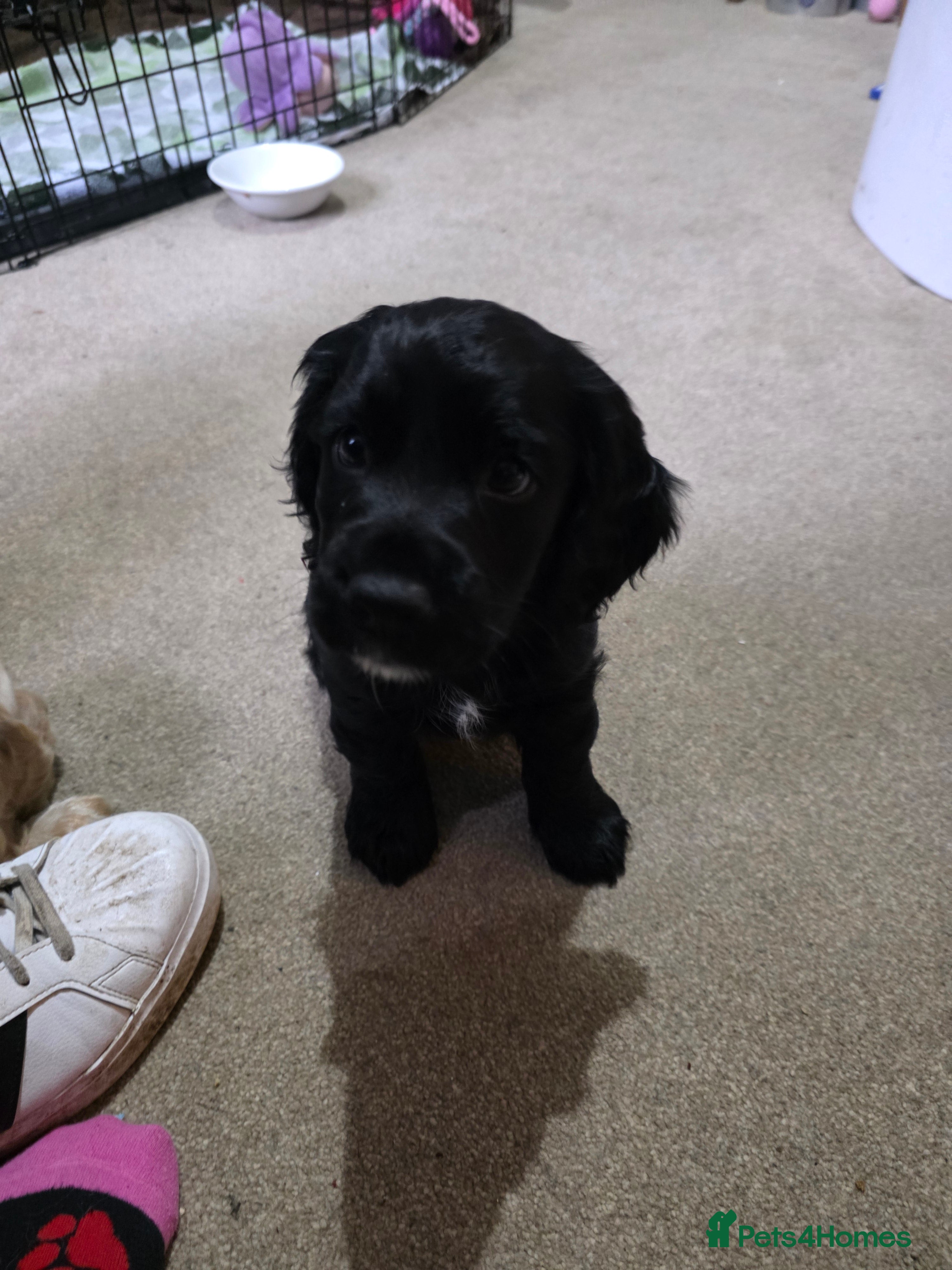 Cocker Spaniel dogs Female Cocker Spaniel (ready to leave) - Advert 2