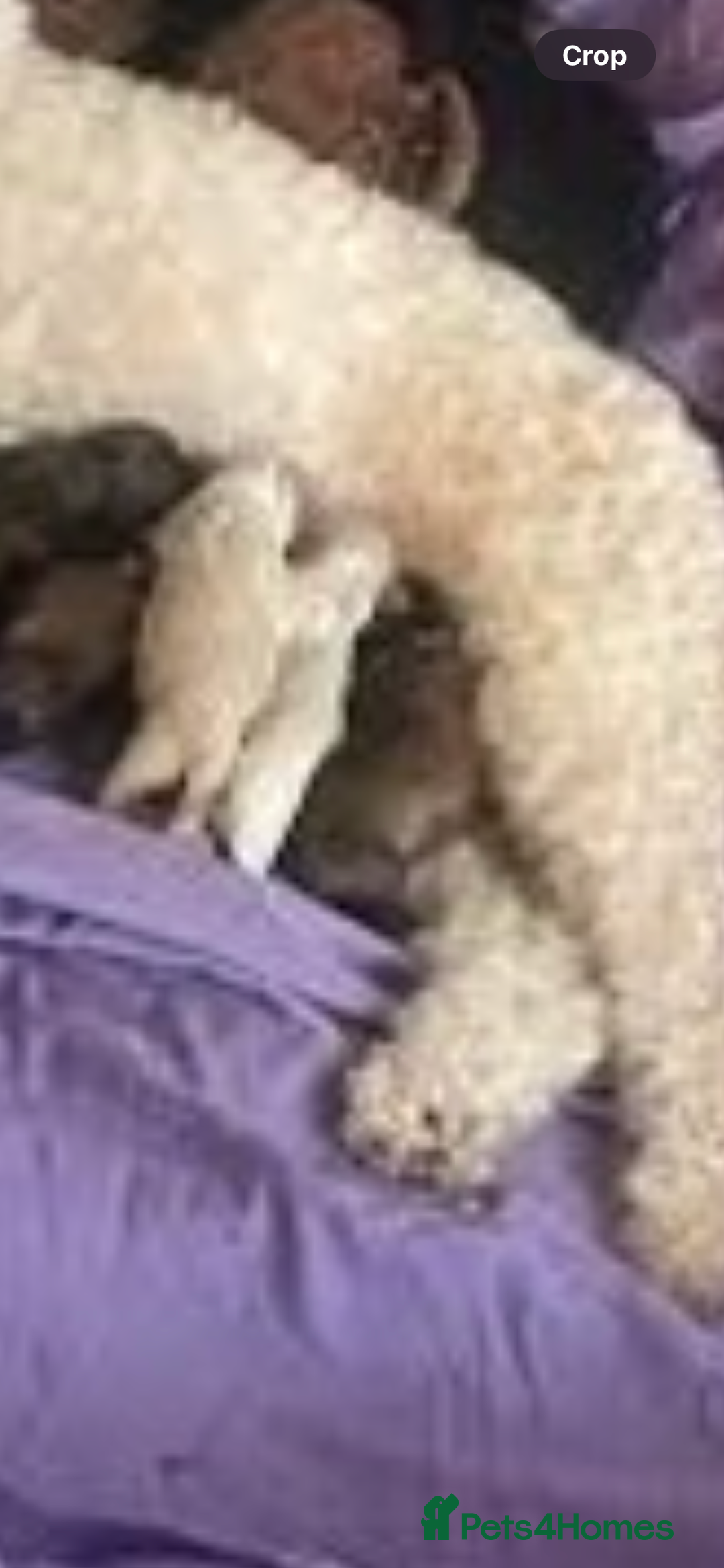 Maltipoo dogs for sale: Toy maltipoo puppies (toy poodle) - Advert 2