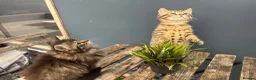 Mixed Breed cats for sale: Beautiful bonded pair of kittens (boy and girl) in Oldbury - Advert 5