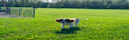 Cavalier King Charles Spaniel dogs for sale: Cavalier Brothers Looking for a New Home - Advert 7