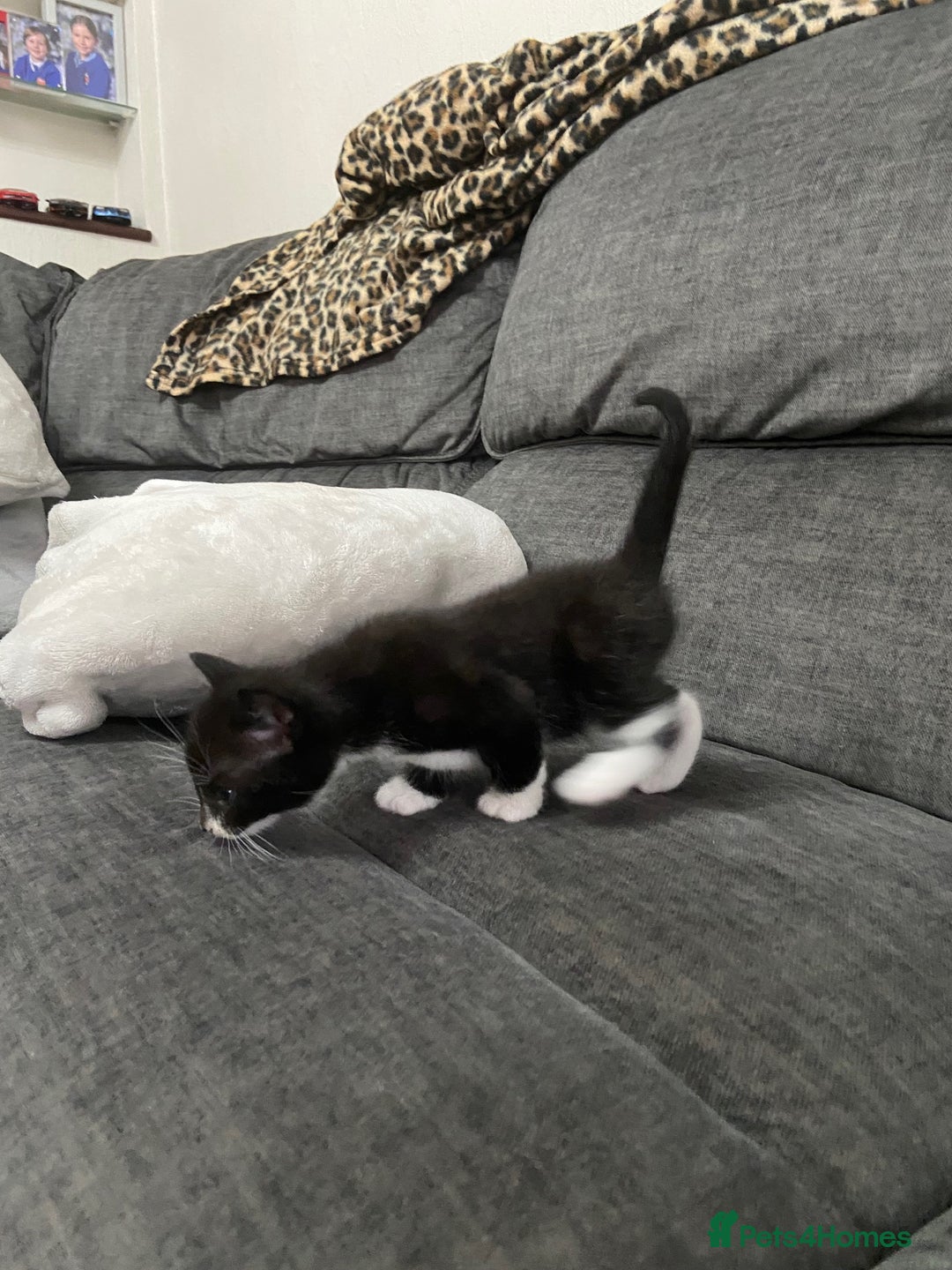 Mixed Breed cats for sale: Mixed kittens ready to go early december - Image 10