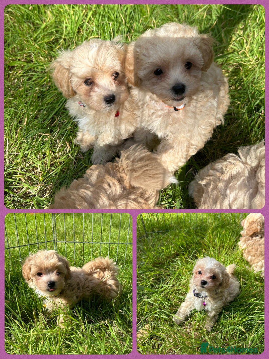 Maltipoo dogs for sale: F1 tiny Maltipoo’s  - Image 2