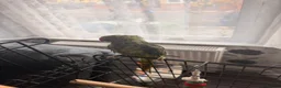 Parrots birds for sale: Ringnecked parrot - Advert 3