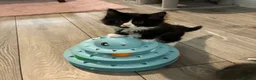British Longhair cats for sale: 5 stunning kittens  - Advert 7