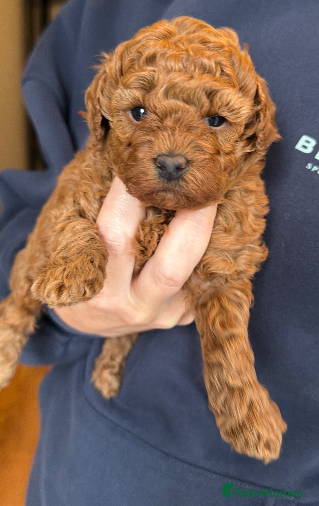 Toy Poodle dogs Beautiful Red Toy Poodle Puppies -Boy & Girl  - Advert 2