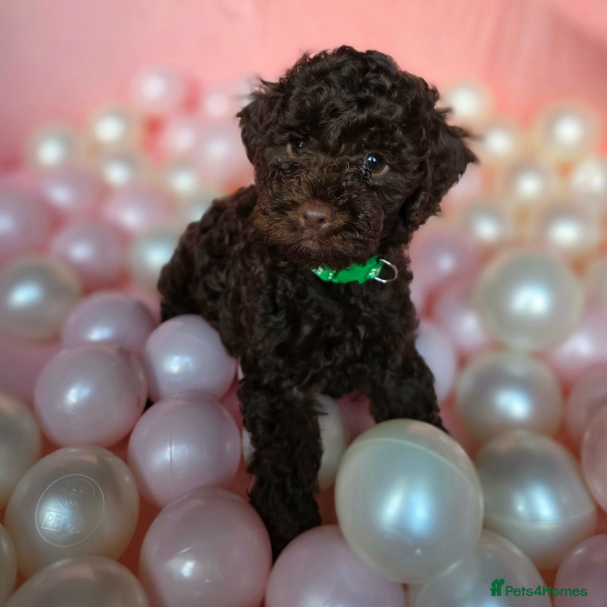 Sproodle dogs Sproodle puppy (male) - Advert 1