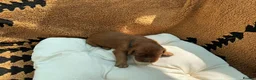 Irish Setter dogs for sale: Irish Red Setter Puppies - Advert 3