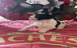 Bichon Frise dogs for sale: Bichon Frise X Bichon Havanez  - Image 6