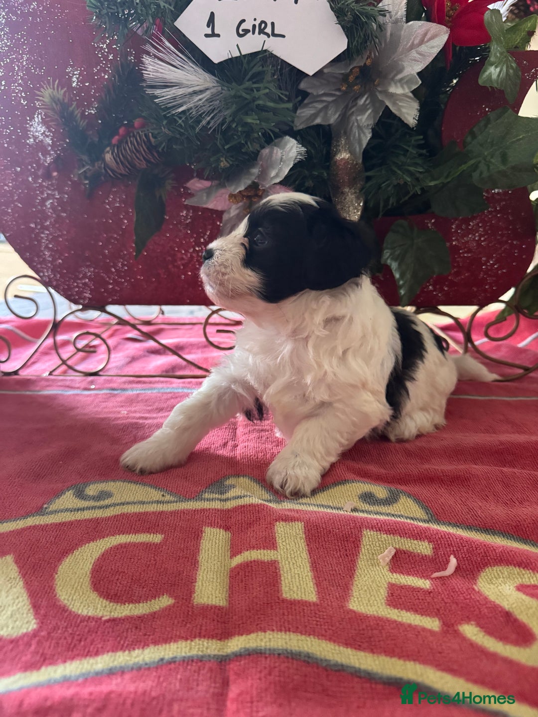 Bichon Frise dogs for sale: Bichon Frise X Bichon Havanez  - Image 6