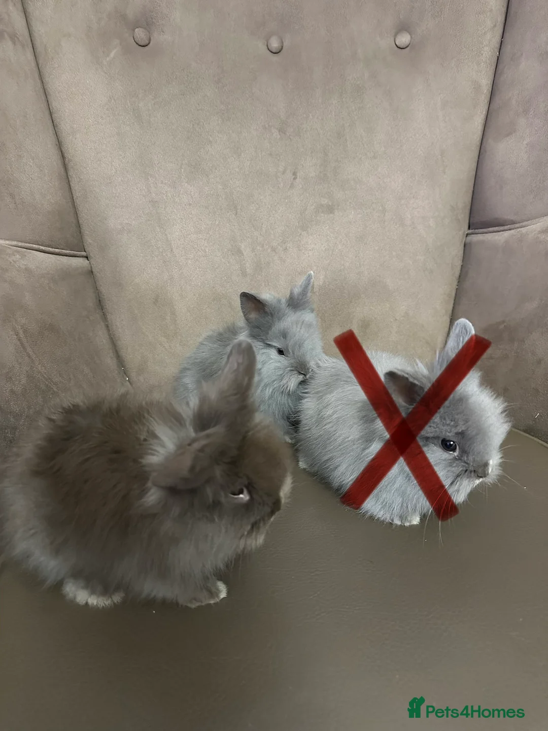Lionhead rabbits for sale: Lionhead Rabbits MALE - Advert 4