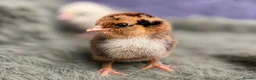 Chickens poultry for sale: Barbu D'uccle Chicks - Advert 5