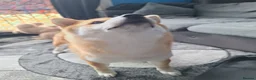 Japanese Shiba Inu dogs for sale: 1 Year & 7 Months Old Shiba Inu in Clydebank - Advert 8