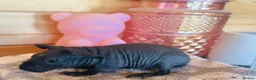 Guinea Pig rodents for sale: 2 x Funky haired baby sows  - Advert 4