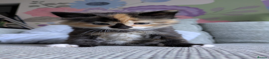 Mixed Breed Kitten 6