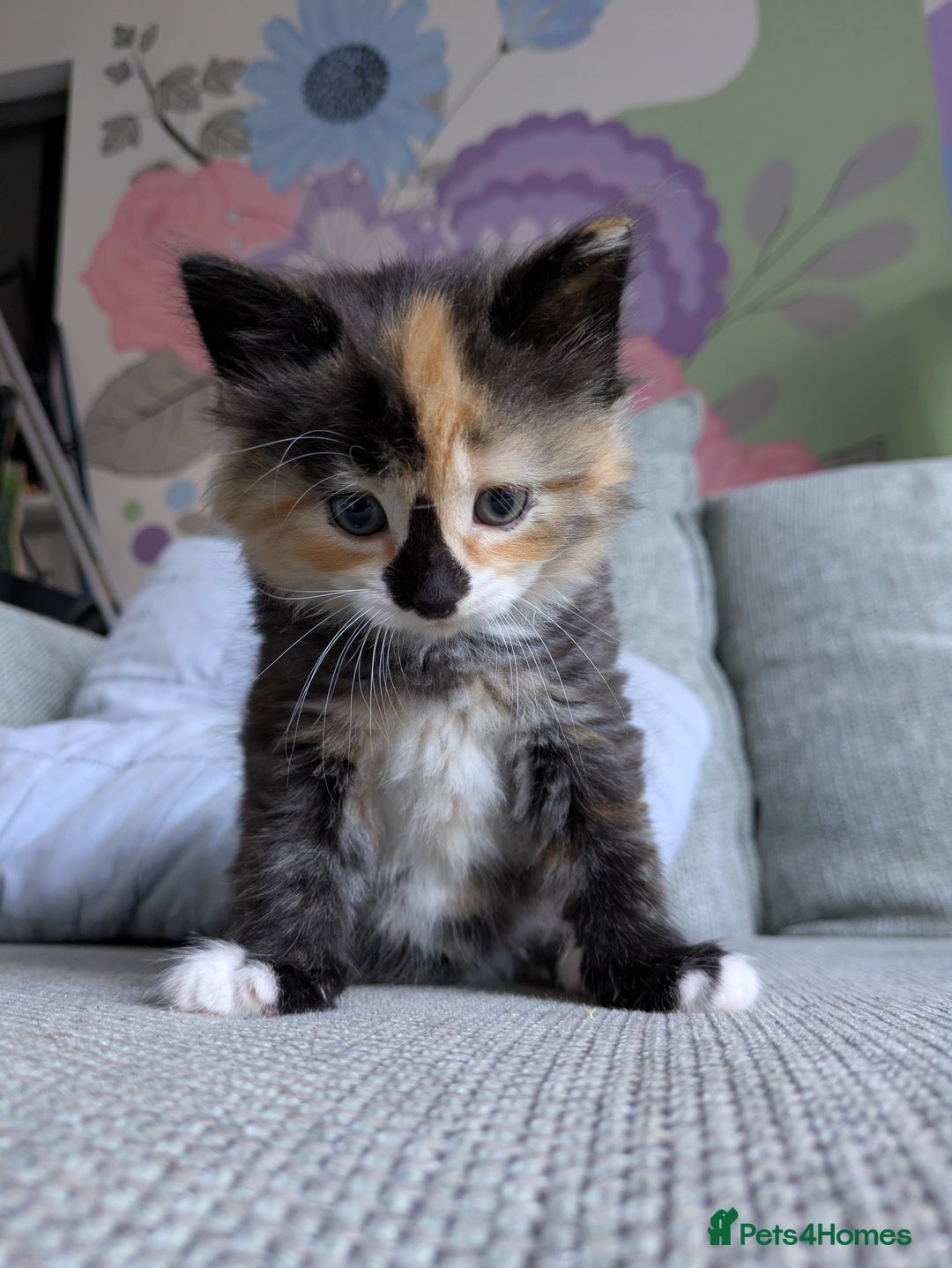 Mixed Breed cats for sale: Kittens 2 litters - Image 13
