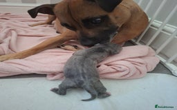 Staffordshire Bull Terrier dogs for sale: Staffy pups ready 26th august 2 brindle 3 blue - Image 17
