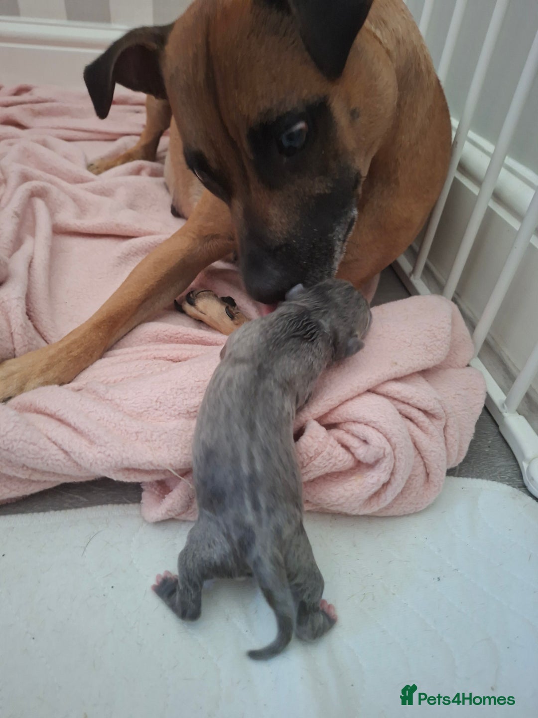 Staffordshire Bull Terrier dogs for sale: Staffy pups ready 26th august 2 brindle 3 blue - Image 17