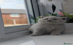 British Shorthair cats for sale: Best quality Gccf registered lilac kittens  - Image 7