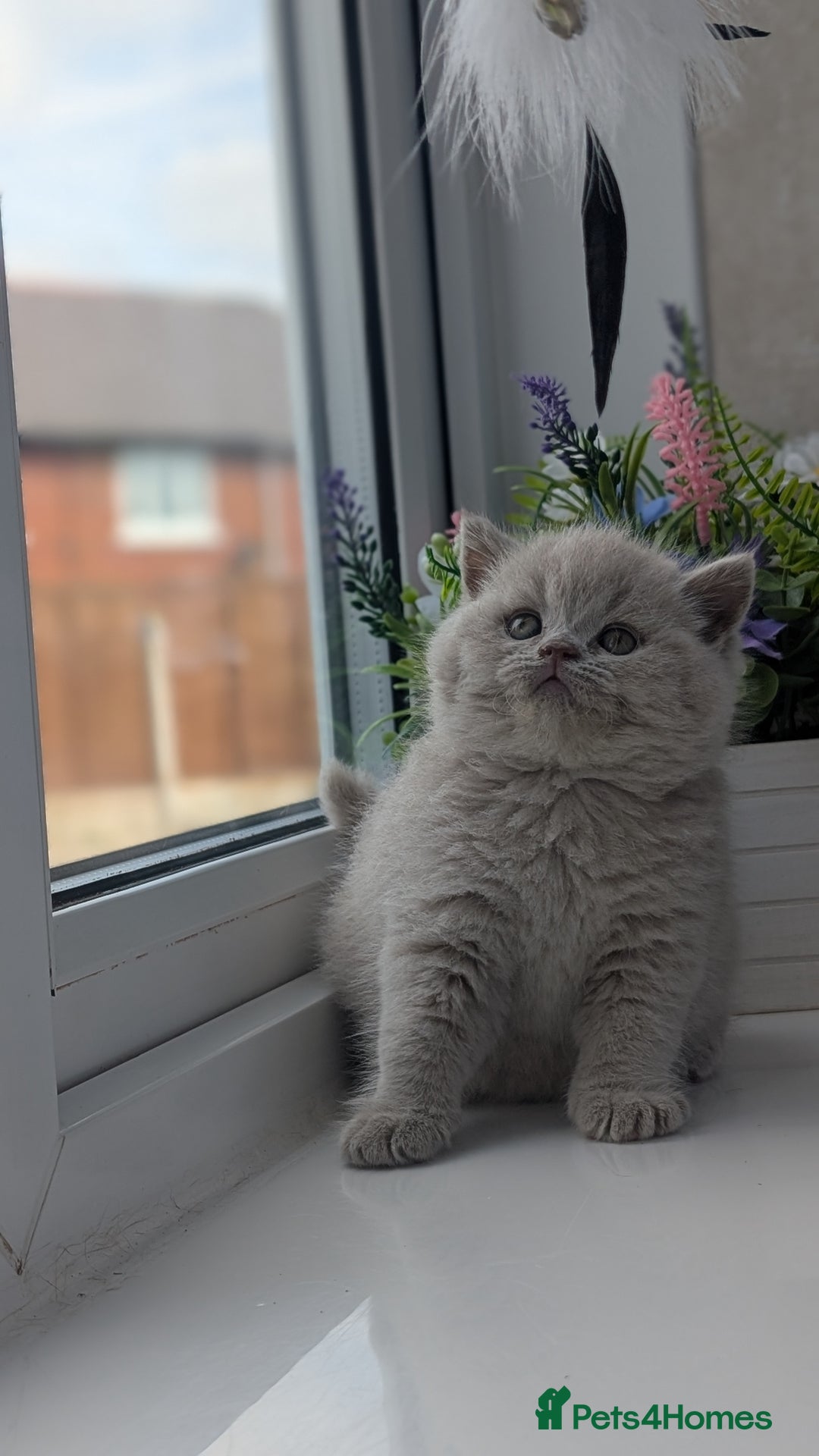 British Shorthair cats for sale: Best quality Gccf registered lilac kittens  - Image 7