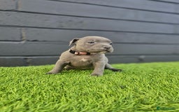 Staffordshire Bull Terrier dogs for sale: Blue Staffordshire Bull Terrier Champion Pups - Image 6