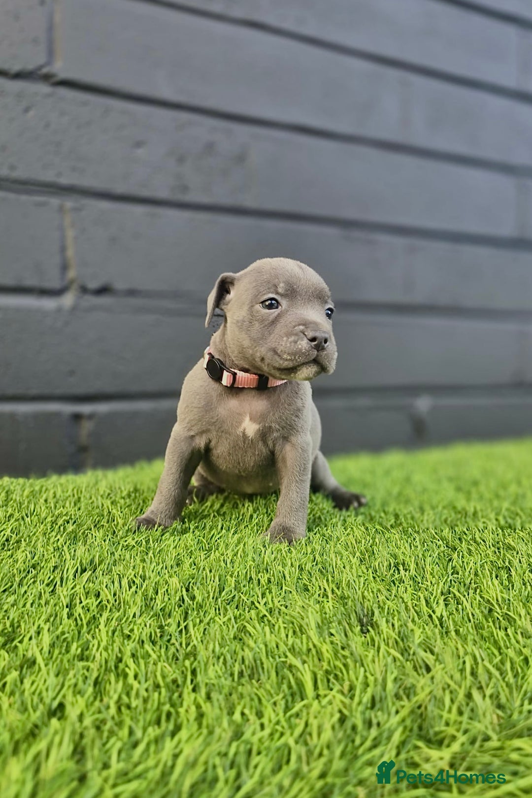 Staffordshire Bull Terrier dogs for sale: Blue Staffordshire Bull Terrier Champion Pups - Image 6