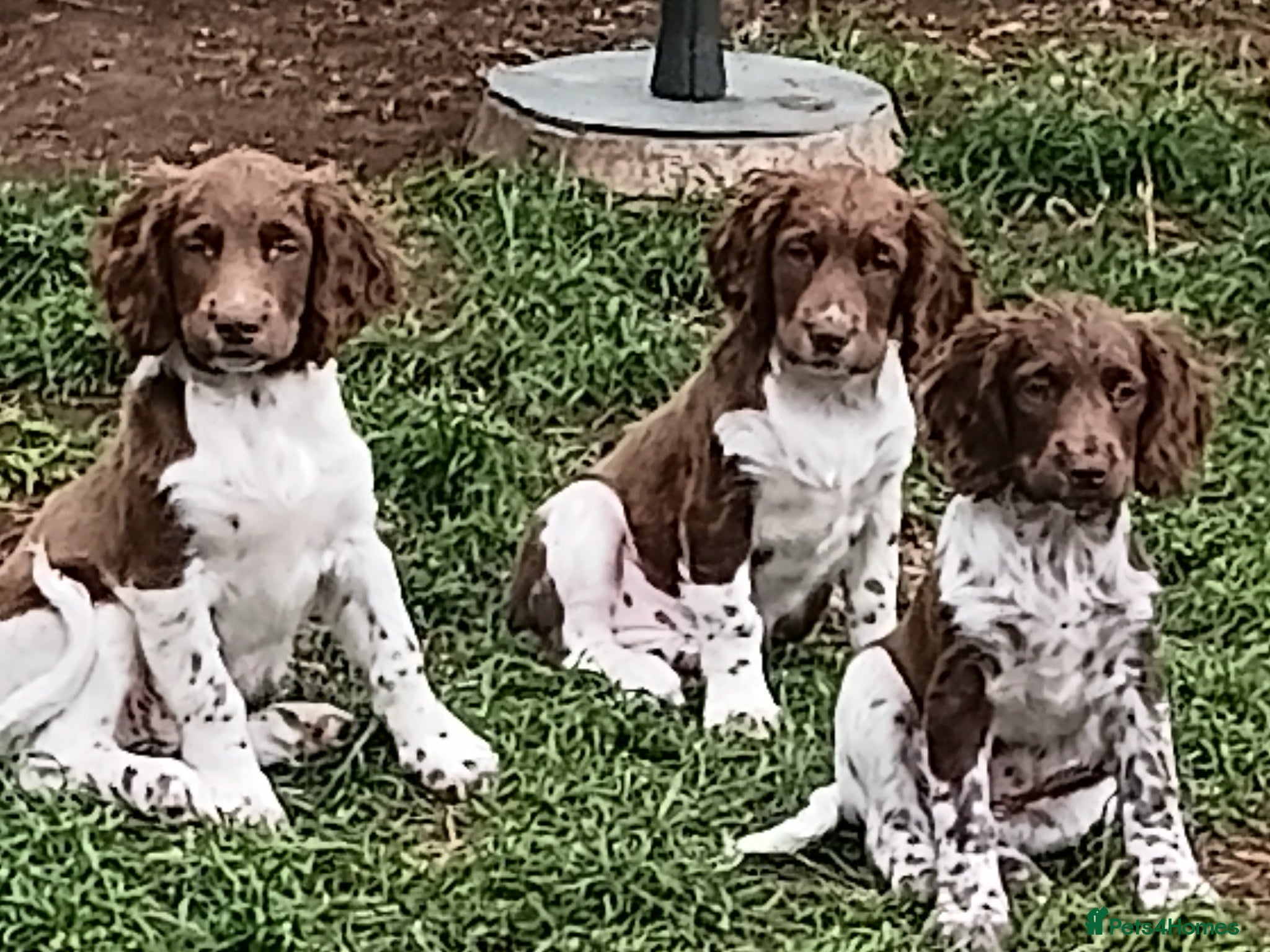 Mixed Breed dogs Sprocker puppies - Advert 1
