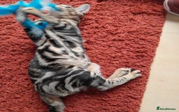 Savannah cats for sale: SOLD Pedigree TICA Reg F5 Savannah Boy Kitten - Image 23