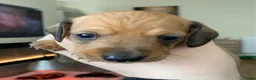 Miniature Dachshund dogs for sale: Last two remaining miniature dachshunds puppies!! - Advert 10