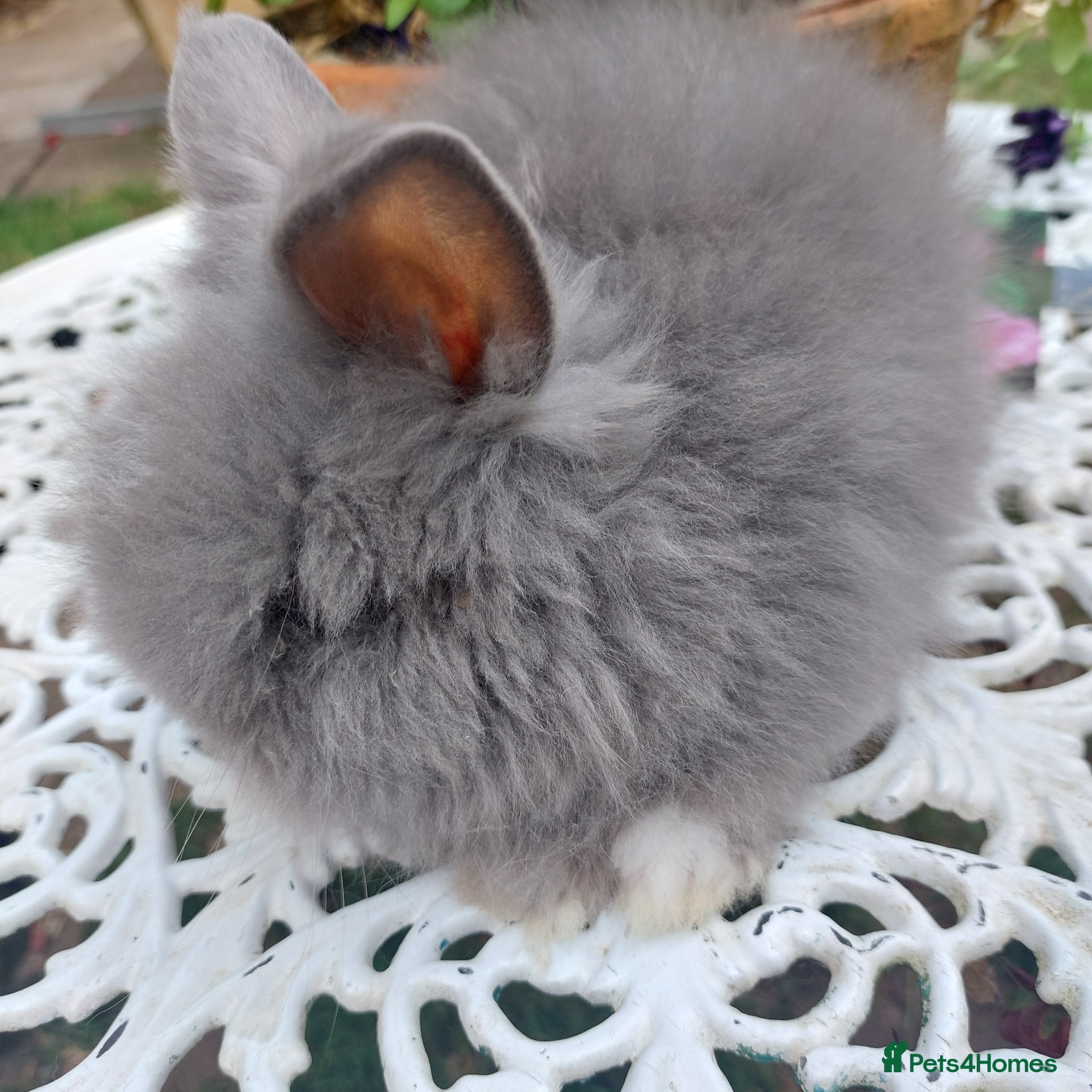 Lionhead rabbits PUREBRED DOUBLE/TEDDY LION HEAD BABIES  - Advert 1