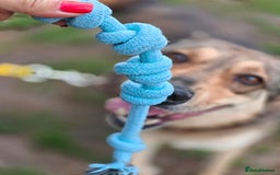 Mixed Breed dogs for adoption: 💙🐶 SIRKO 🐶💙 - Image 18