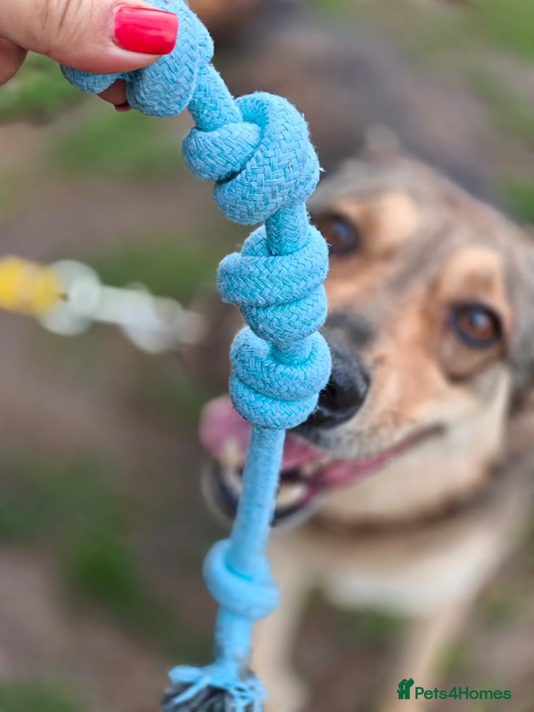 Mixed Breed dogs for adoption: 💙🐶 SIRKO 🐶💙 - Image 18