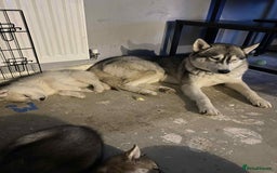 Siberian Husky dogs for sale: 1 male husky puppy white  - Image 5