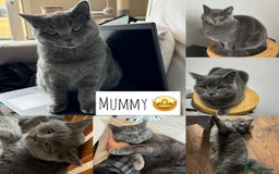 Scottish Fold cats for sale: Adorable Scottish Fold & Straight Kittens 💕🐾 - Image 7