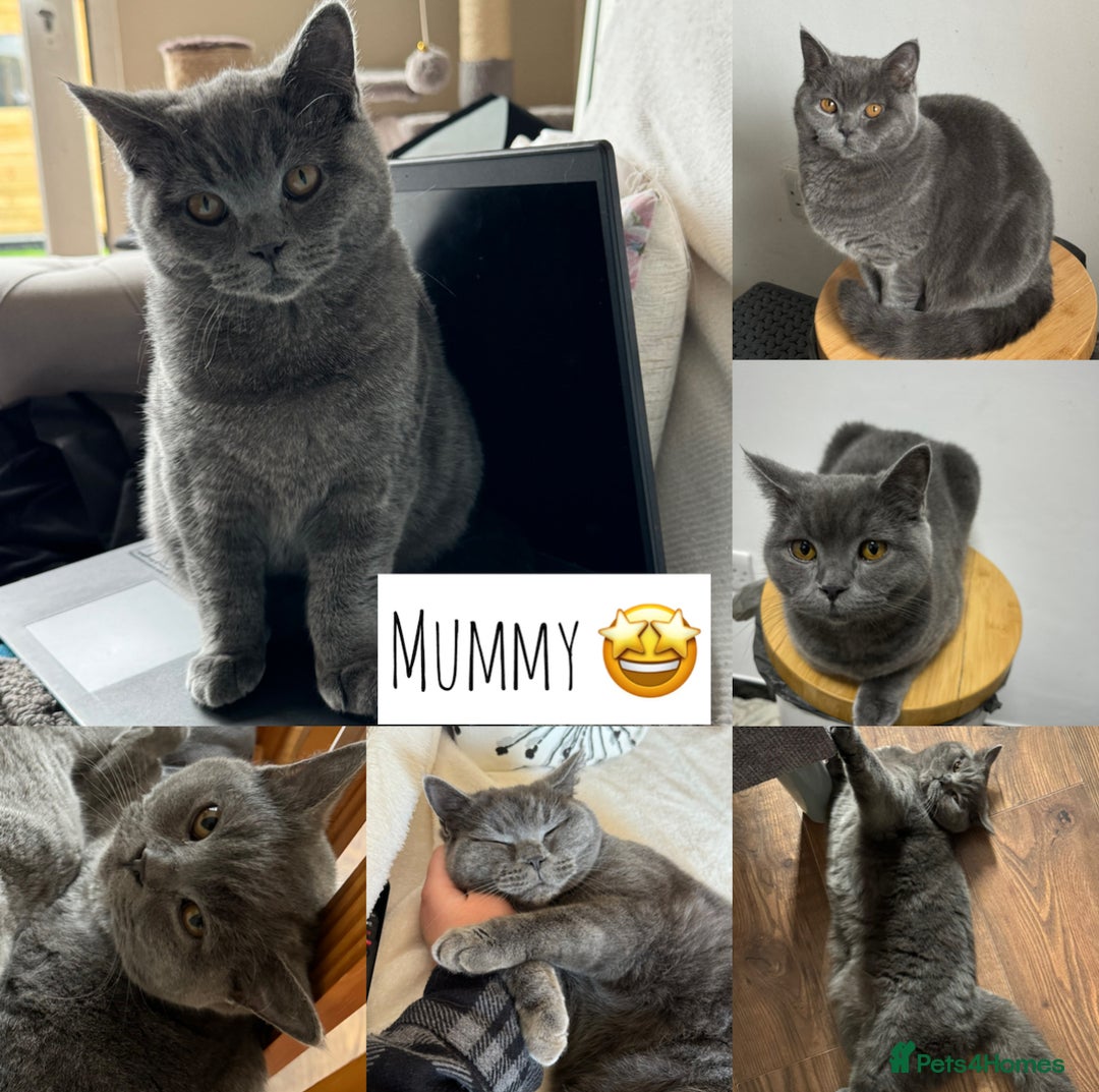 Scottish Fold cats for sale: Adorable Scottish Fold & Straight Kittens 💕🐾 - Image 7