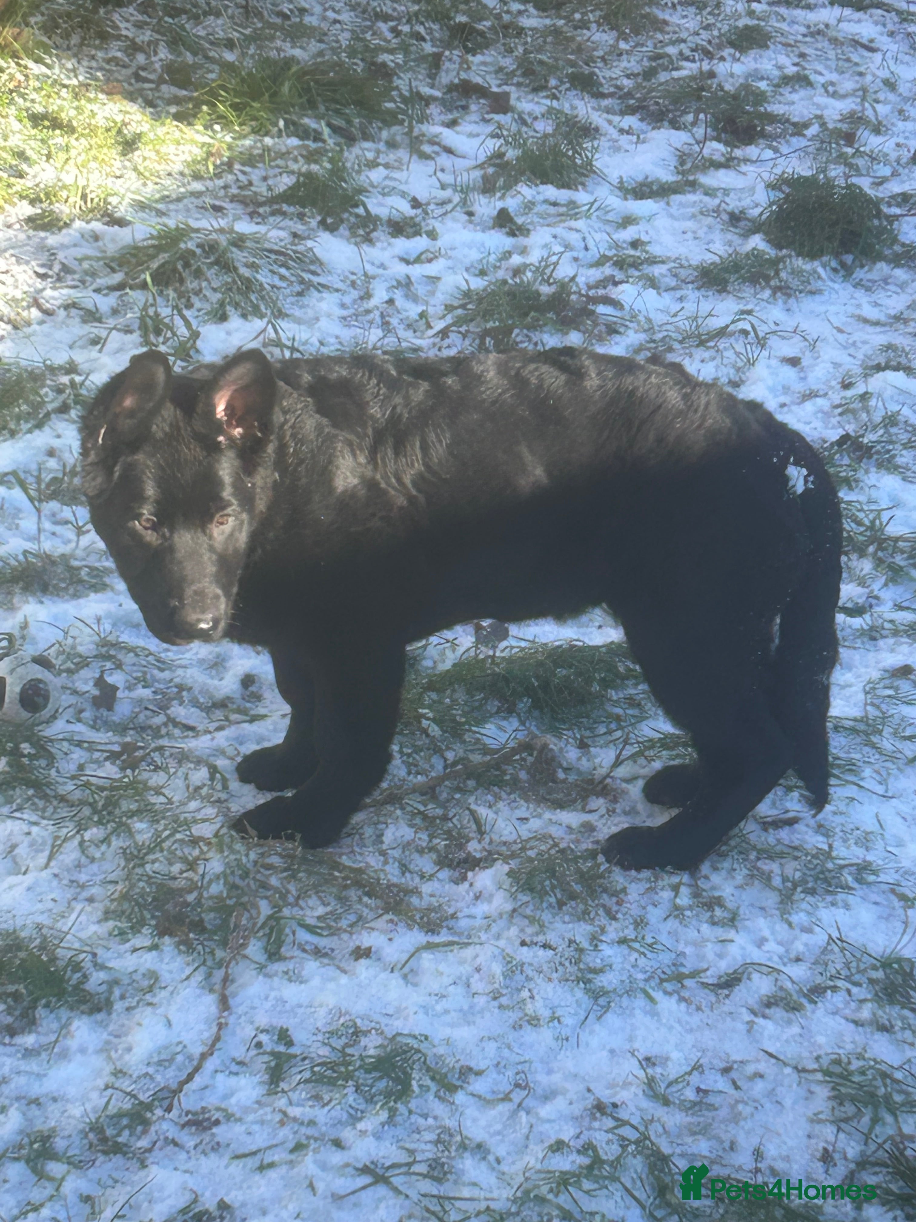 German Shepherd dogs Black German shepherd  - Advert 13