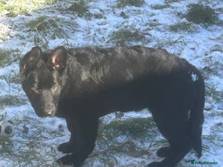 German Shepherd dogs Black German shepherd - Advert 6