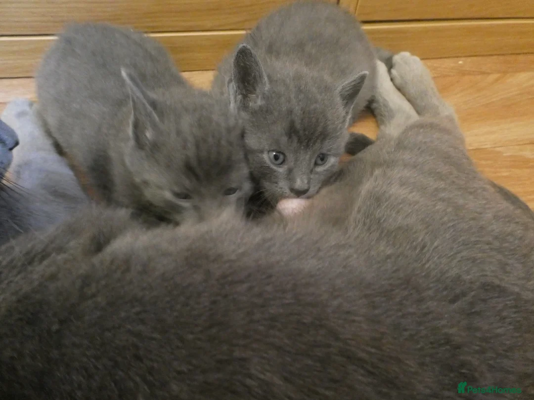 Russian Blue cats for sale: Russian Blue kittens for sale - 2 boys two girls - Advert 2