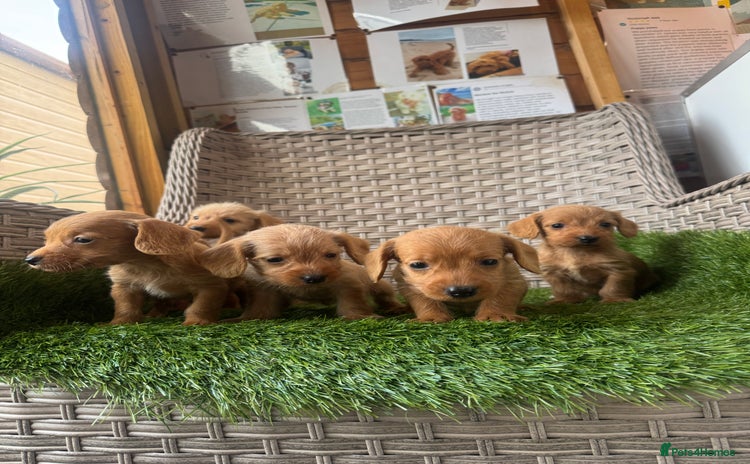 Mixed Breed dogs Stunning daxiepoos - Advert 1