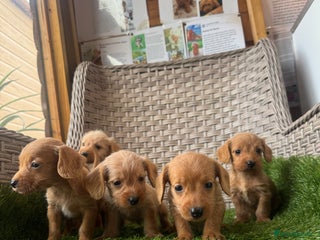 Mixed Breed dogs Stunning daxiepoos - Advert 10