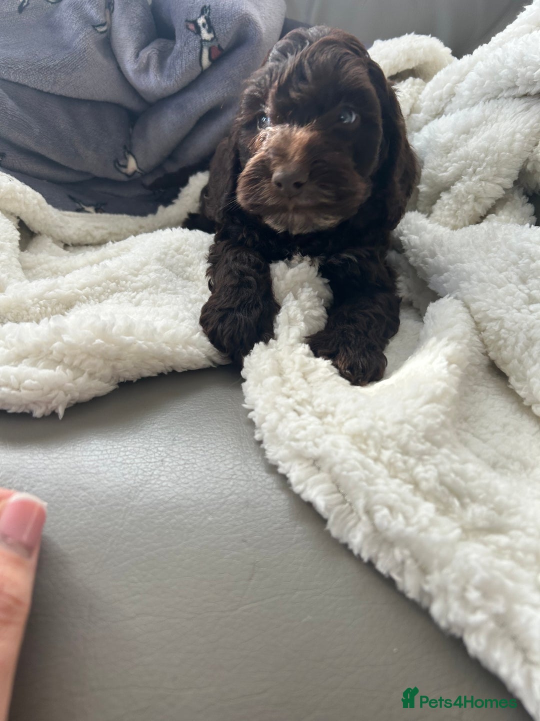Cockapoo dogs for sale: Stunning coloured cockapoo pups - Image 7