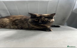 British Shorthair cats for sale: Female British Longhair Cat - Image 1